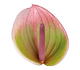 گل آنتوریوم پروتزی